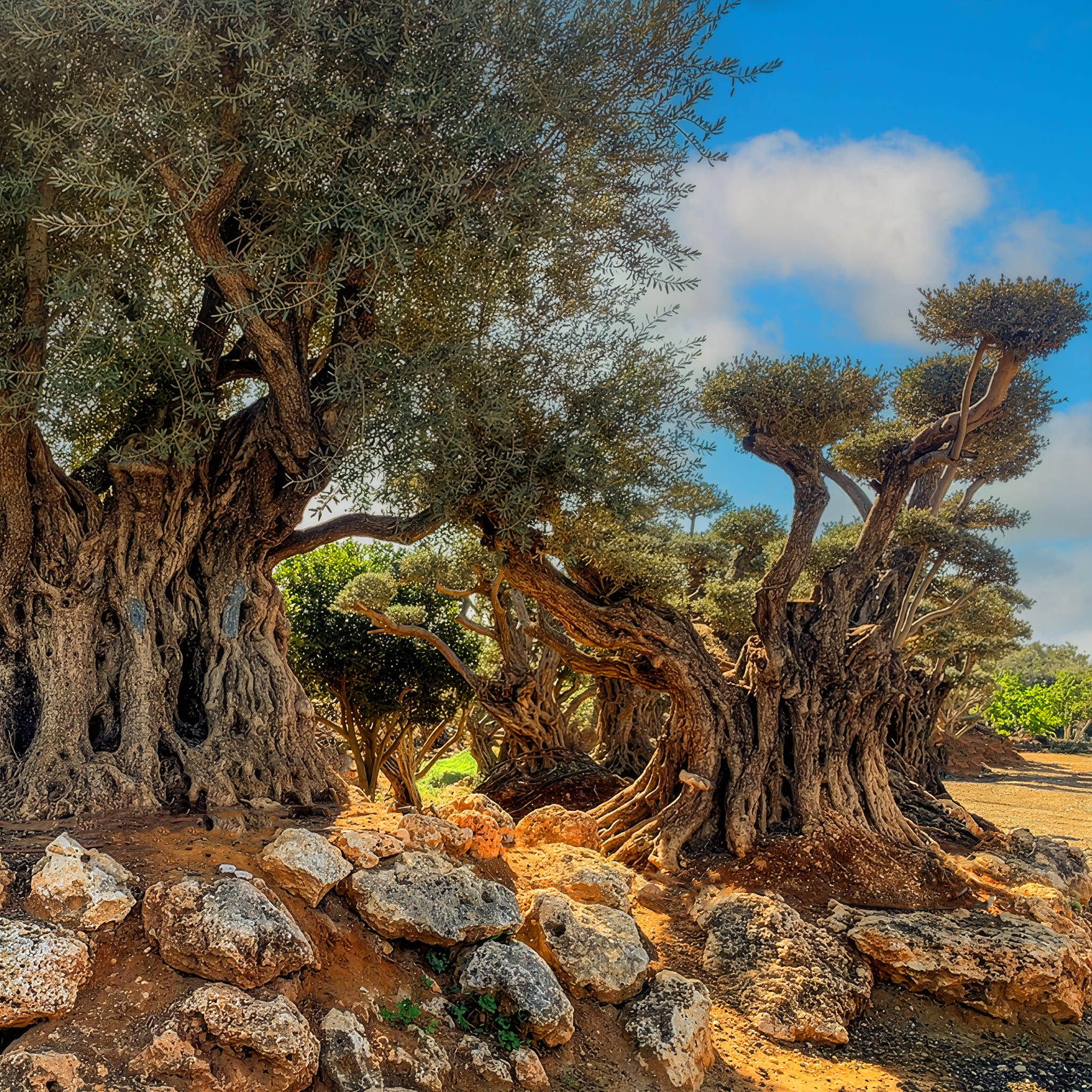 An ancient olive tree with a gnarled trunk growing in dry rocky ground